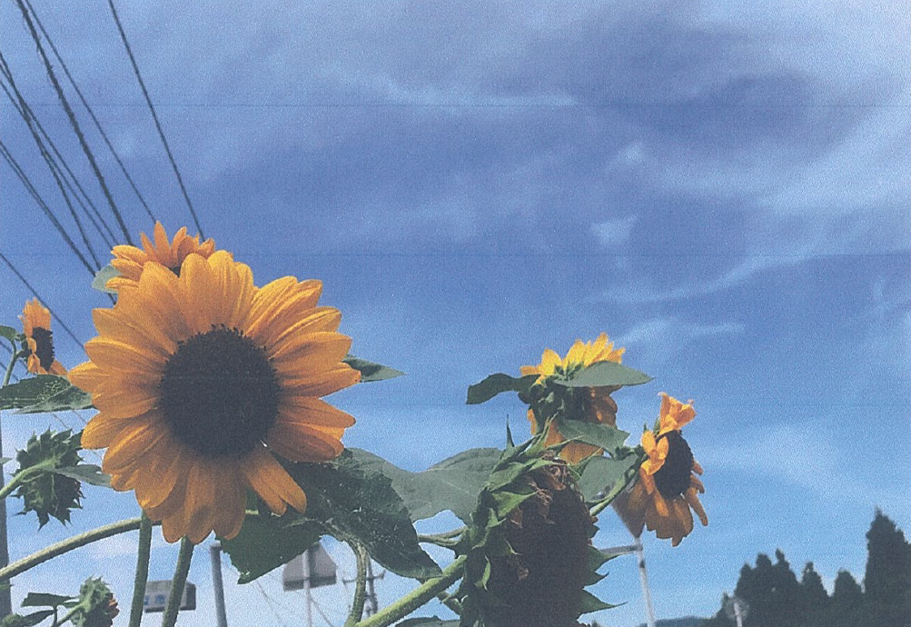 アイキャッチうづら庵夏